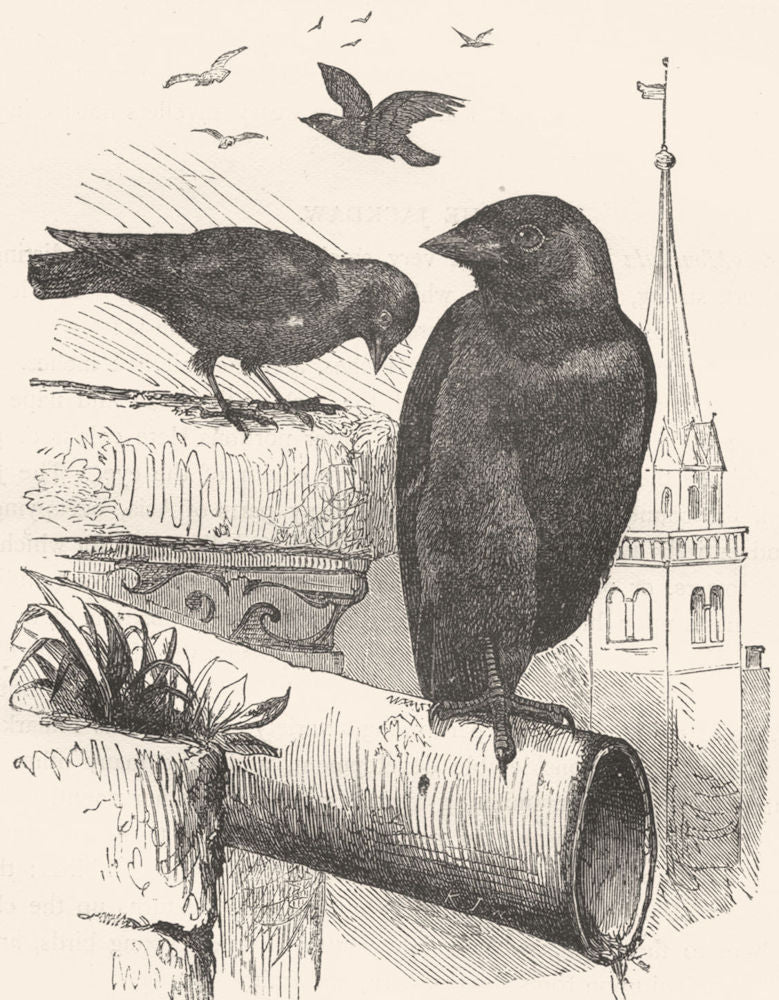 BIRDS. Raven. Jackdaw c1870 old antique vintage print picture